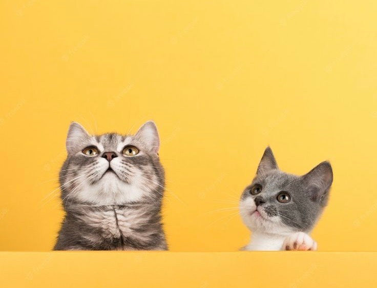 The Importance of Timely Feeding for Your Pet’s Well-Being