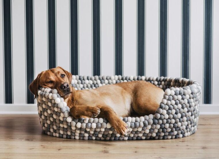 Top 5 Features to Look for in a Pet Bed