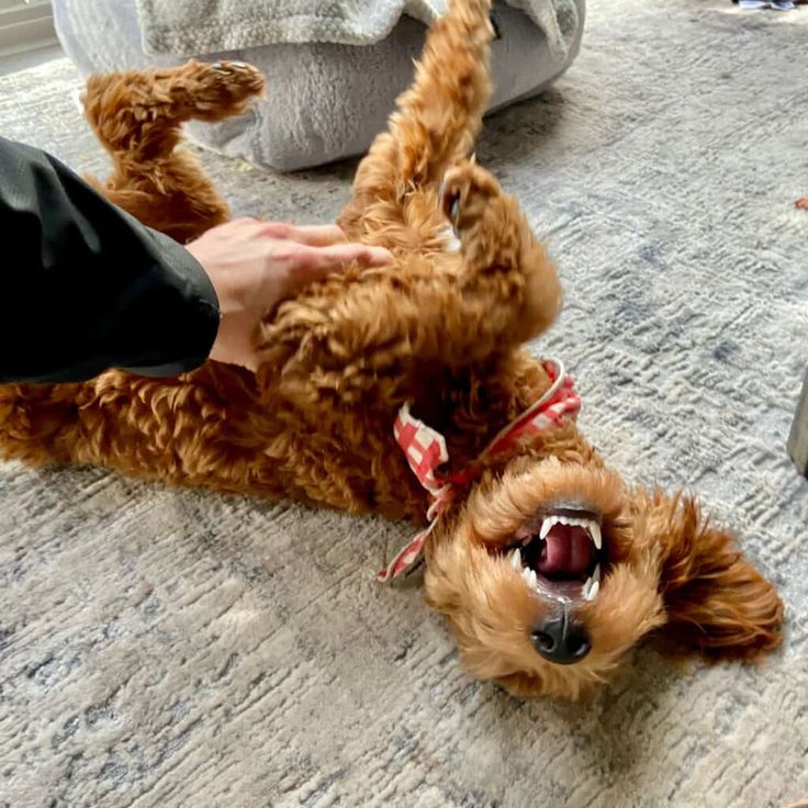 The Science Behind Why Dogs Love Belly Rubs