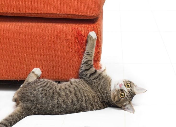 Why Is My Cat Scratching the Furniture? Solutions That Work