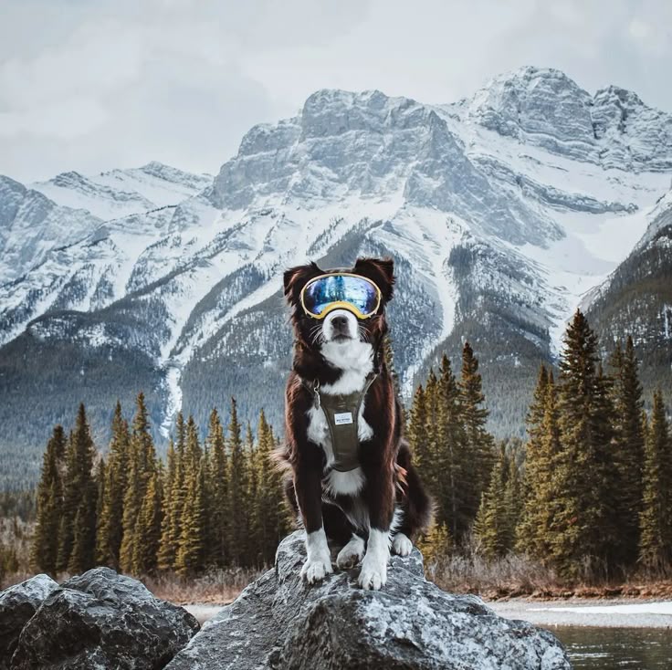 Sustainable Pet Care: Tips for Eco-Conscious Owners