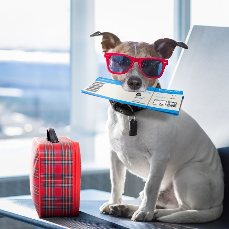How to Travel with Your Pet: Tips for Stress-Free Trips