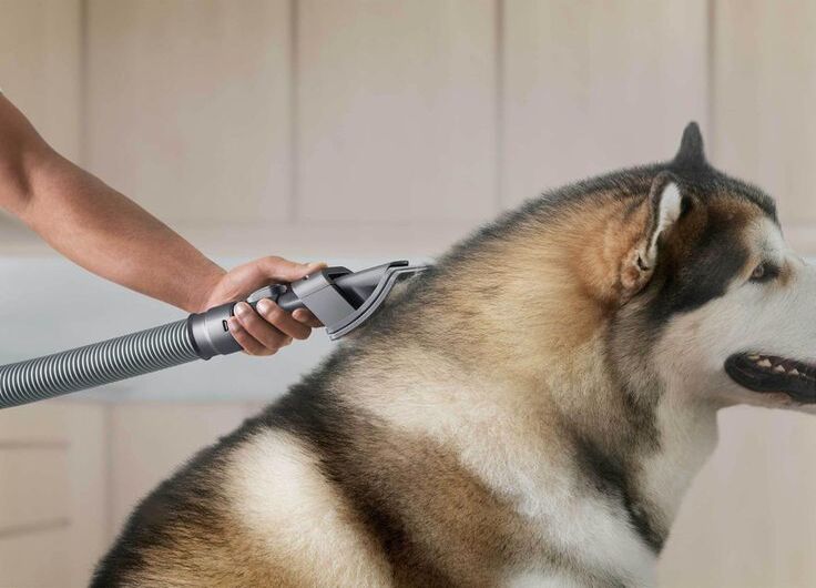 How to Groom Your Pet at Home: A Step-by-Step Guide for Cats and Dogs