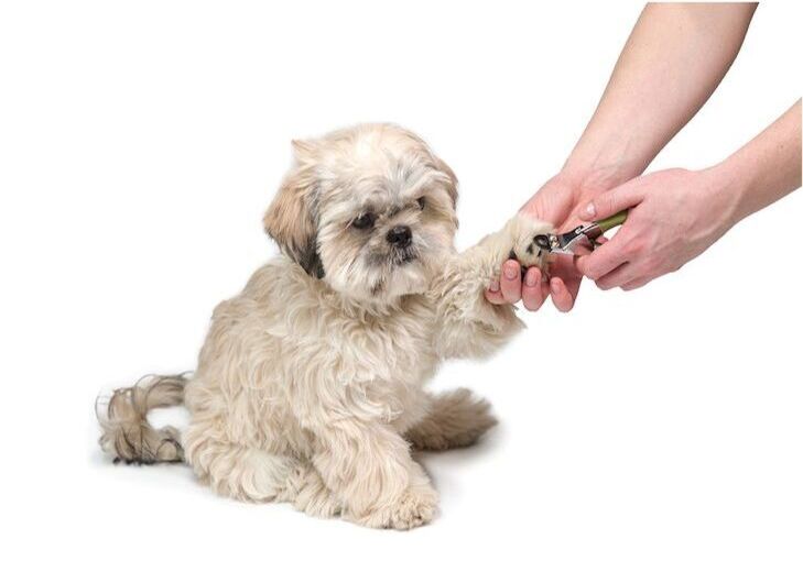 The Importance of Regular Nail Trimming for Pets