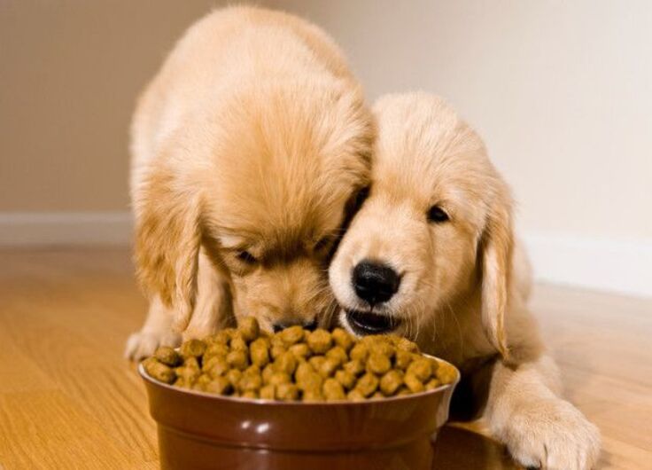 Choosing the Right Food for Your Pet: A Complete Guide