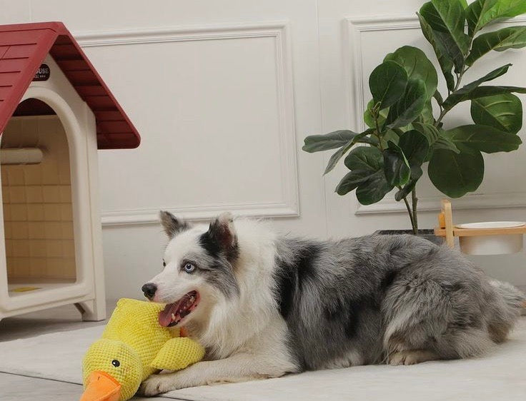 The Power of Activity and Rest for Your Pet’s Physical and Mental Health