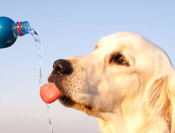 Fresh, clean water is essential for your pet’s health. Automatic water fountains make it easy to ensure they stay hydrated, even when you’re busy. Invest in one today for a healthier, happier pet!