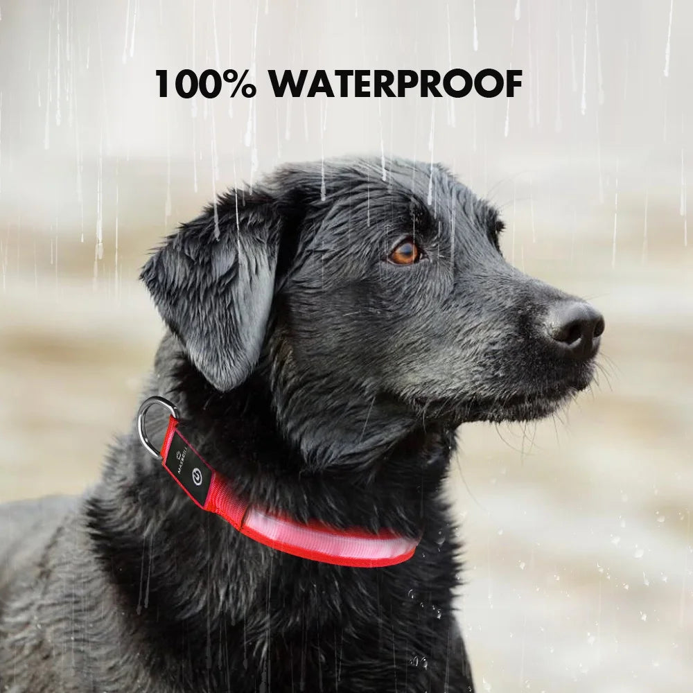 Bright LED Waterproof Dog Collar for small and medium dogs