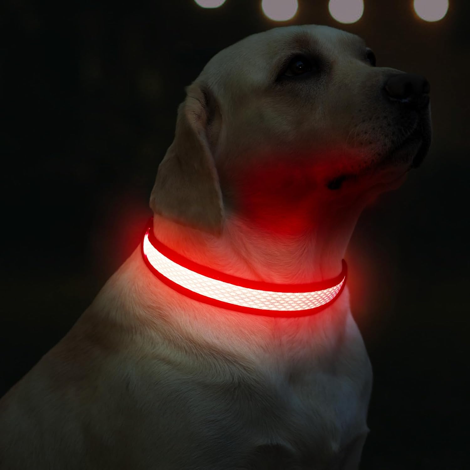 LED Dog Collar with steady light mode at night