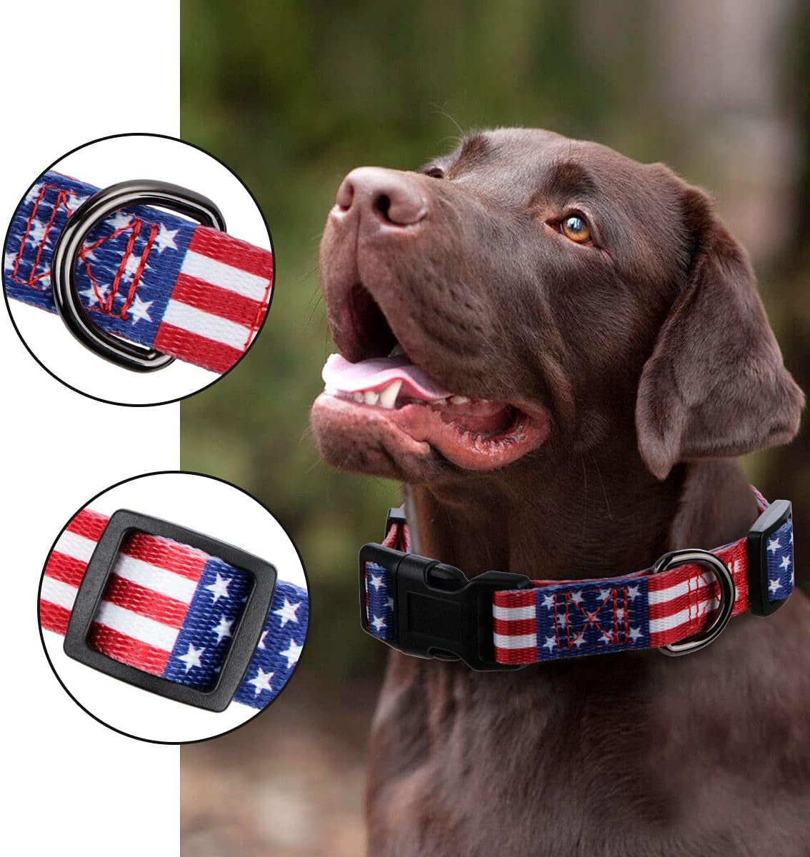 Dog with Patriotic American Flag Collar