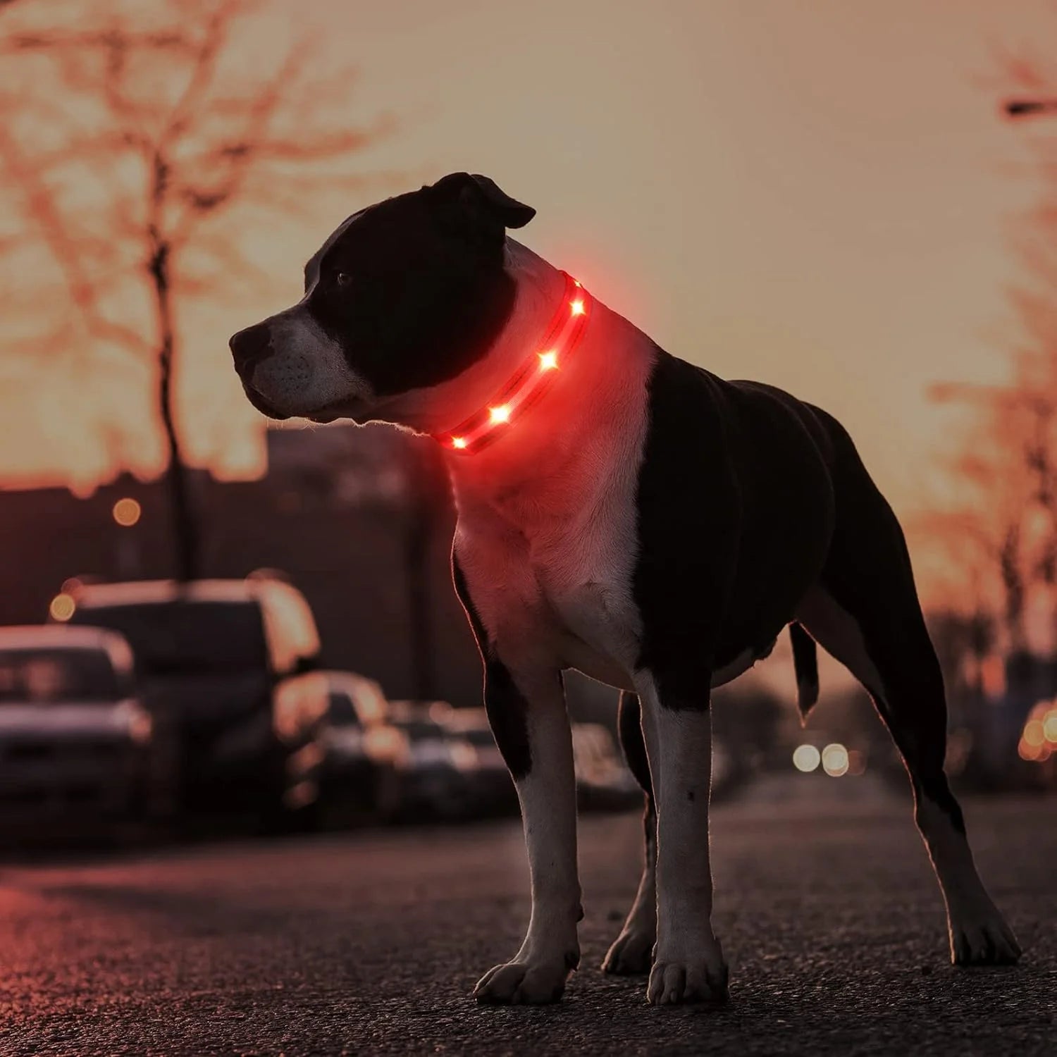 Dog wearing Bright LED Collar during nighttime walk